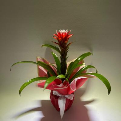 Guzmania